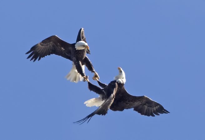 Bald-Eagles-jousting-Cape-May-NJ-Oct-1-656×450 Bald Eagles jousting. (Photo by Kevin Karlson)