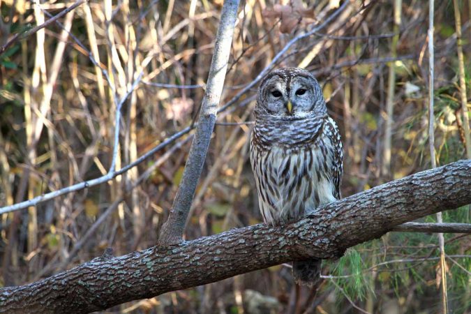 Barred owl (Photo by Lee Hajduk)