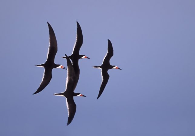 Black skimmers in synchronous flight at  Stone Harbor, N.J. (Photo by Kevin Karlson)