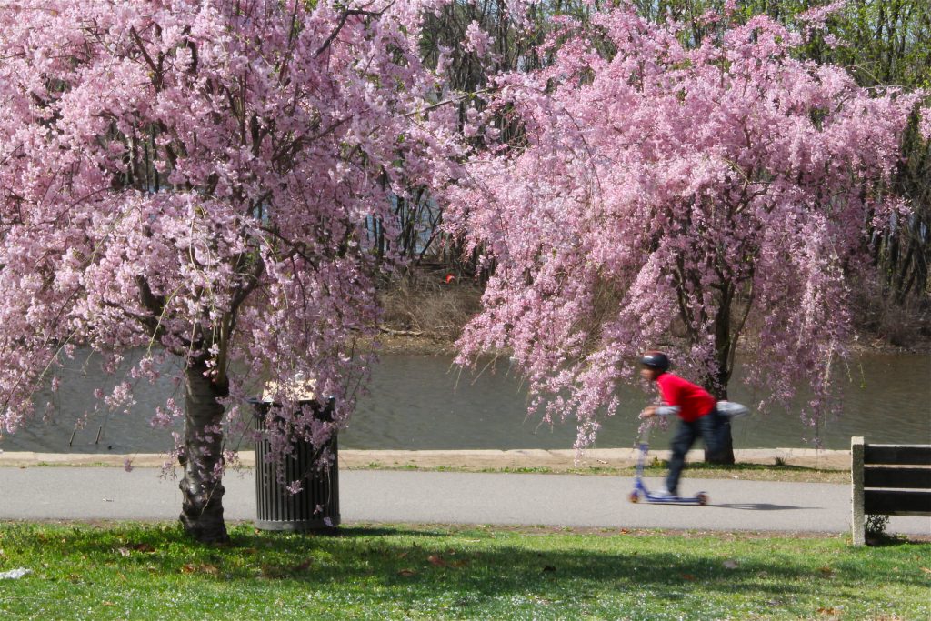 cherry blossoms Cherry trees in bloom along the river