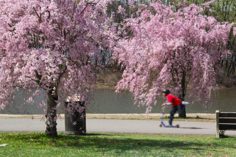 Cherry trees in bloom along the river