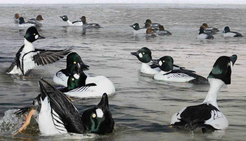 Common Goldeneye birds. (Photo by Richard Crossley)