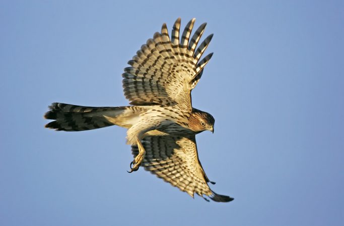 Cooper's hawk in Cape May, N.J. (Photo by Kevin Karlson)