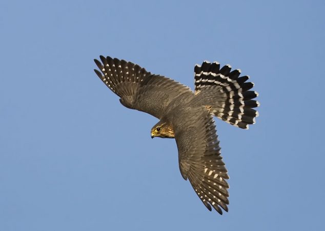 Adult male merlin at Cape May Point, N.J.  (Photo by Kevin Karlson)
