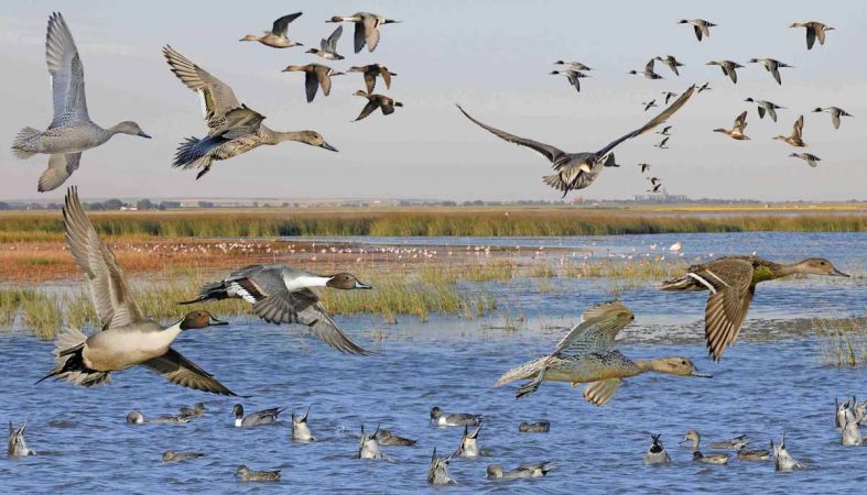 Northern Pintail birds in flight. (Photo by Richard Crossley)
