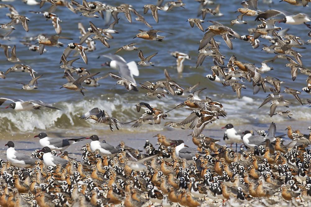 Red Knots, Ruddy Turnstones, Reeds Beach NJ, May Red knots fly and stand on the beach.