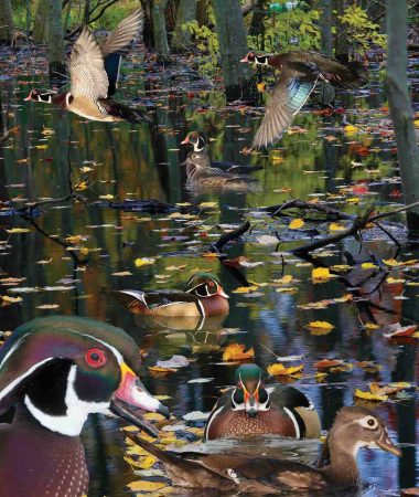 The Wood Duck can often be found in swampy woodland areas. (Photo by Richard Crossley)