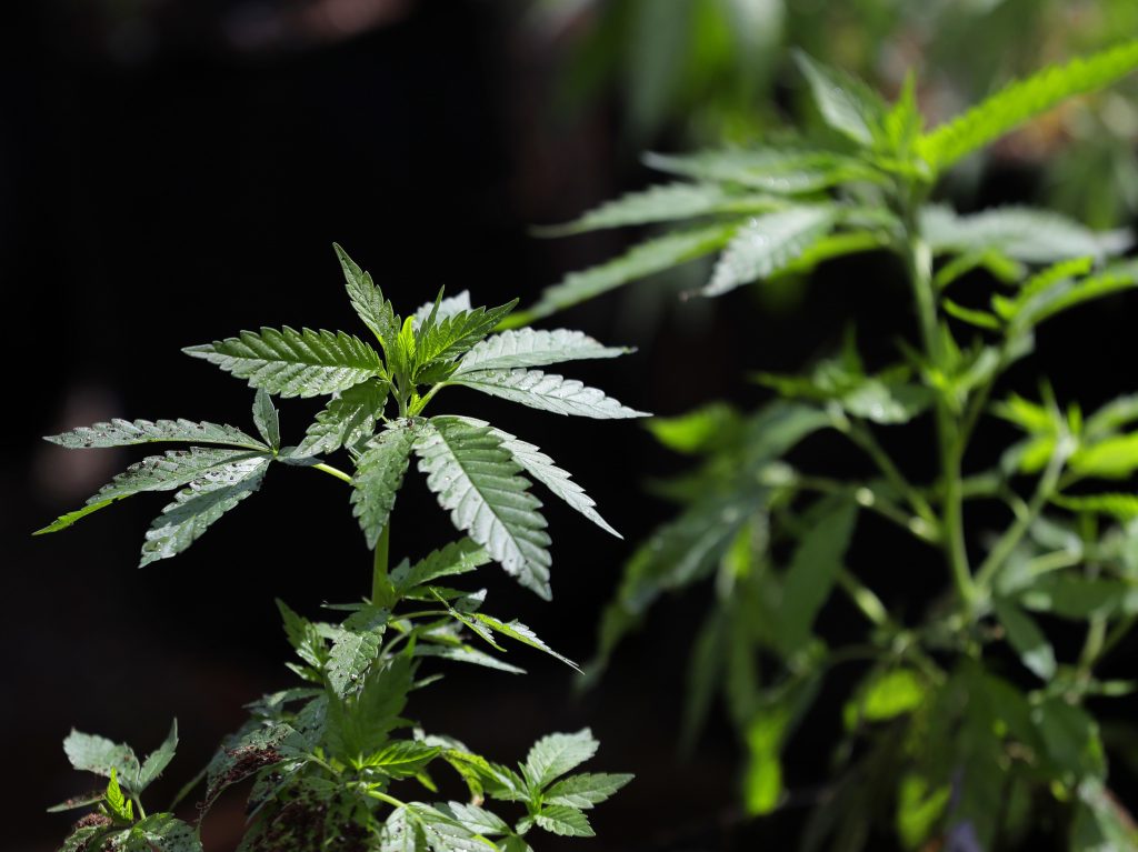 Thirty states have legalized some form of medical marijuana. Nine of those states and Washington, D.C., allow recreational sale of the drug. Thirty states have legalized some form of medical marijuana. Nine of those states and Washington, D.C., allow recreational sale of the drug. (Ted S. Warren/AP)