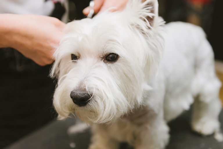 A dog at grooming service. (Big Stock photo)