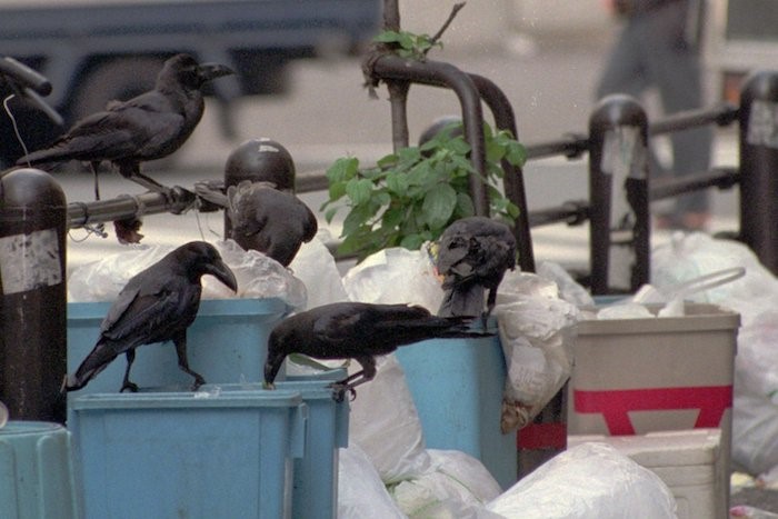 crows