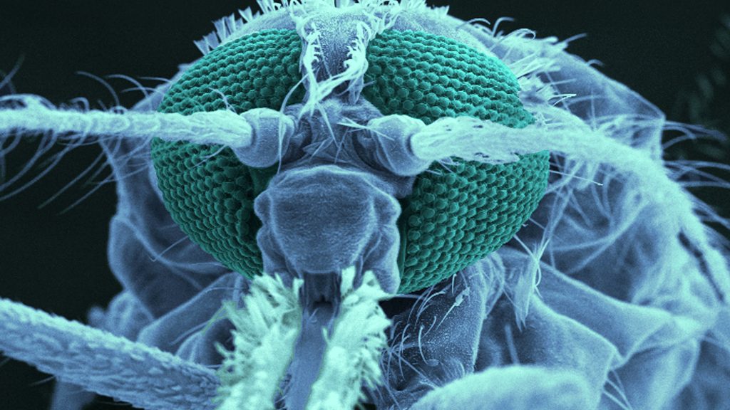 A mosquito’s antenna responds to odors. Scientists are trying to figure out how the malaria parasite might trigger a change in body odor that draws in mosquitoes that carry the disease, like the Anopheles skeeter pictured above. A mosquito's antenna responds to odors. Scientists are trying to figure out how the malaria parasite might trigger a change in body odor that draws in mosquitoes that carry the disease, like the Anopheles skeeter pictured above. (BSIP/UIG/Getty Images)
