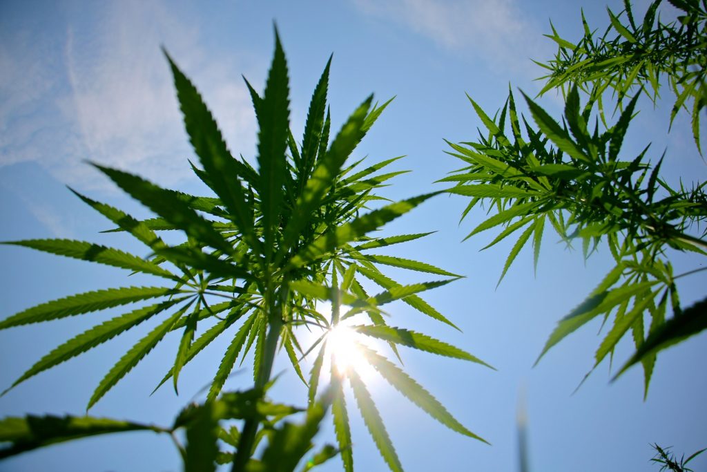 2017 08 02-e lee-bethlehem-industrial hemp leaves hemp plants outdoors