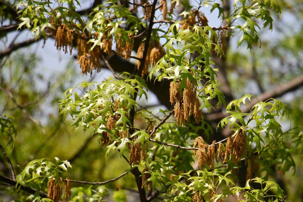 2018 05 09-e lee-new jersey-mount laurel-pollen doctor allergist oak_preview Oak tree pollen (Emma Lee/WHYY News)
