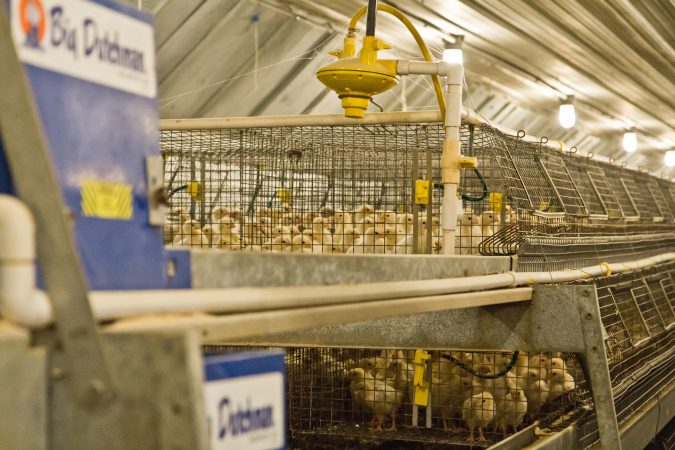 Three week-old chickens on the Hunsberger farm. (Kimberly Paynter/WHYY)