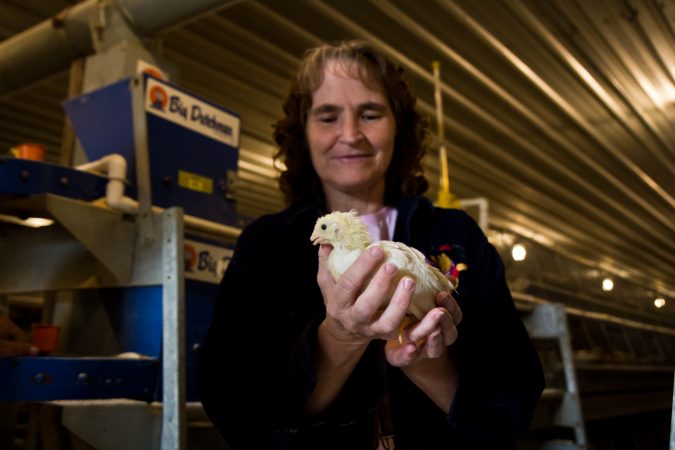 Lori Hunsberger holds a three week-old chicken at the Hunsberger farm. (Kimberly Paynter/WHYY)