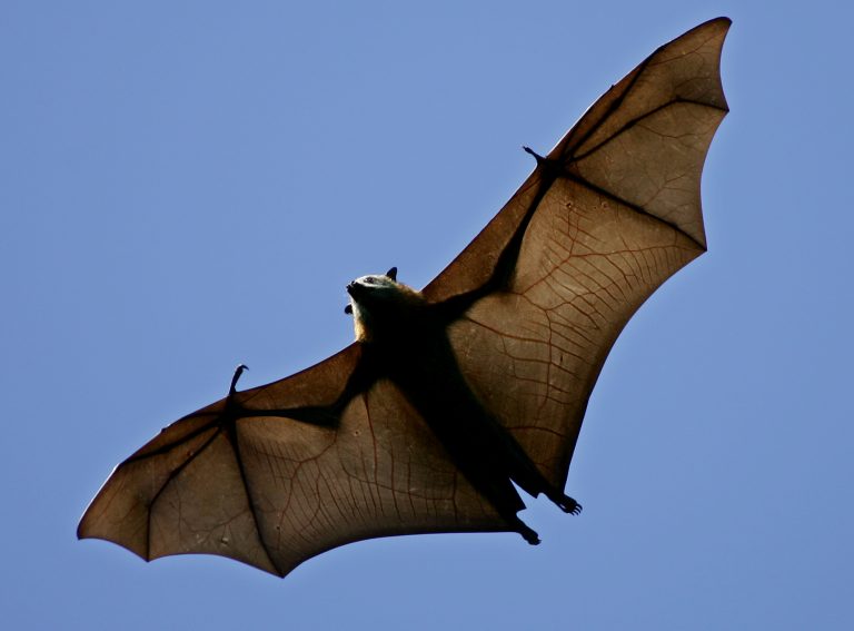 In this April 1, 2005 file photo, a flying fox soars above the trees. It is the world's largest species of fruit bat, also know as the flying fox  (Mark Baker/AP Photo, File)