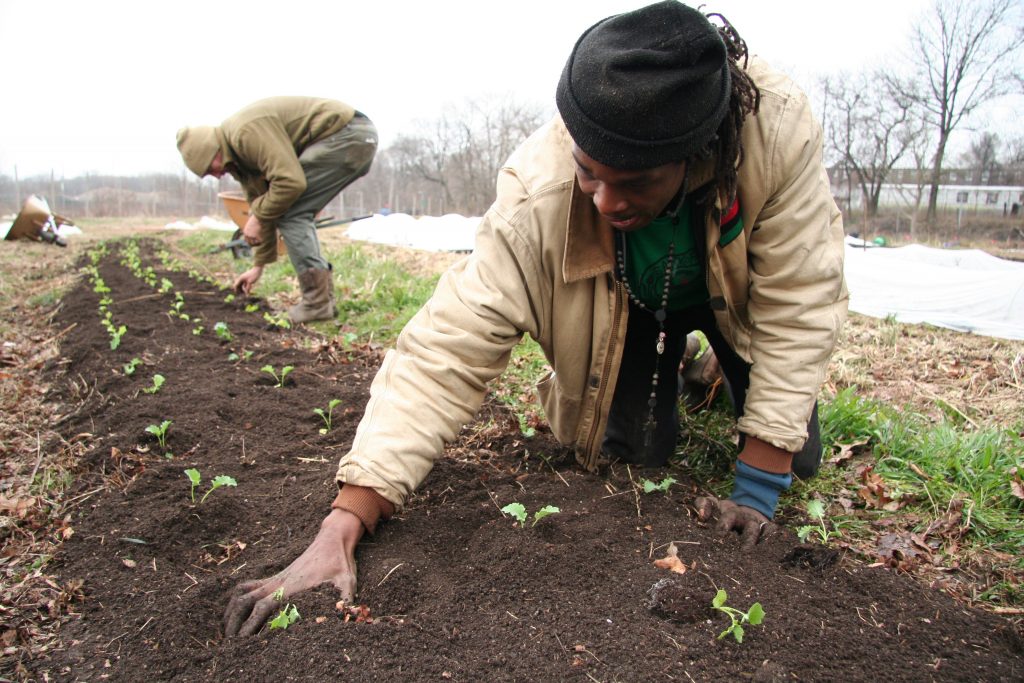 IMG_0318 Chris Bolden-Newsome puts new seedlings into a row. (Alan Yu/WHYY)