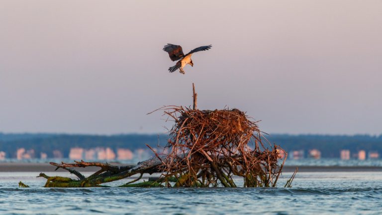 IMG_2113crop-768×432 (1) An osprey prepares to land on a natural nest in the Barnegat Bay. (Conserve Wildlife Foundation of New Jersey)
