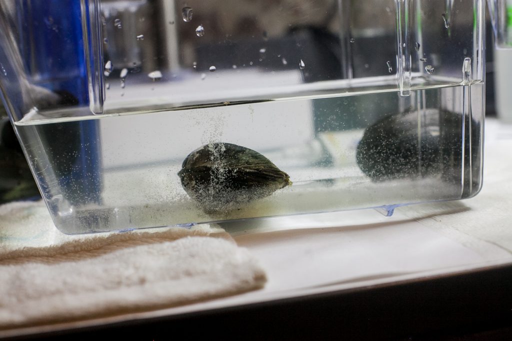 a-mussel-gives-birth-in-a-philadelphia-lab-brad-larrison-for-whyy.original An Alewife Mussel expells its larva, known as Glochidia, which looks like a combination of air bubbles and cloudy milk. (Brad Larrison for WHYY)