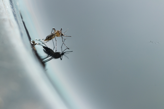 Gnats; Mosquitoes; Larvae,mosquito Larvae In Dirty Water And Young Mosquitoes,instar With Shell Mosq