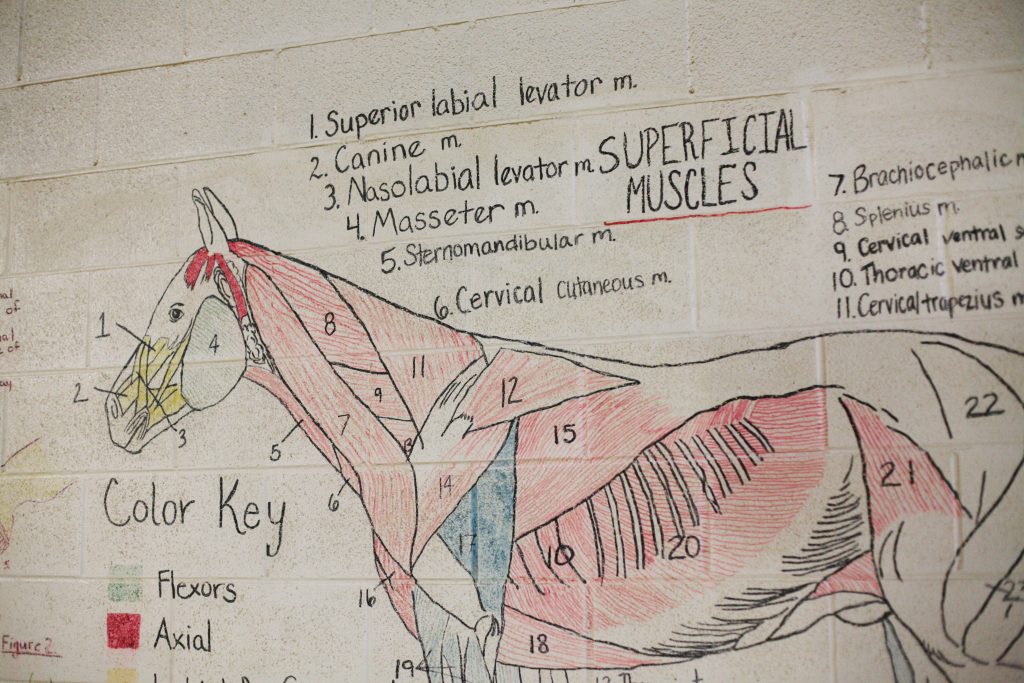 Teaching diagrams line the walls of the riding arena at Midway University. Teaching diagrams line the walls of the riding arena at Midway University. (Noah Adams/NPR)