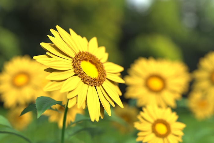 sunflowers-sm