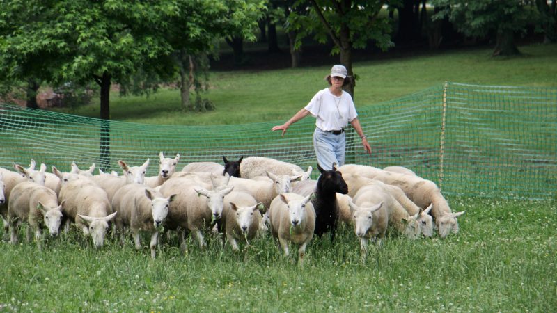 Trainer Diane Cox ushers her sheep into the performance area where they will interact with human and canine performers in a semi-improvised dance. (Emma Lee/WHYY)