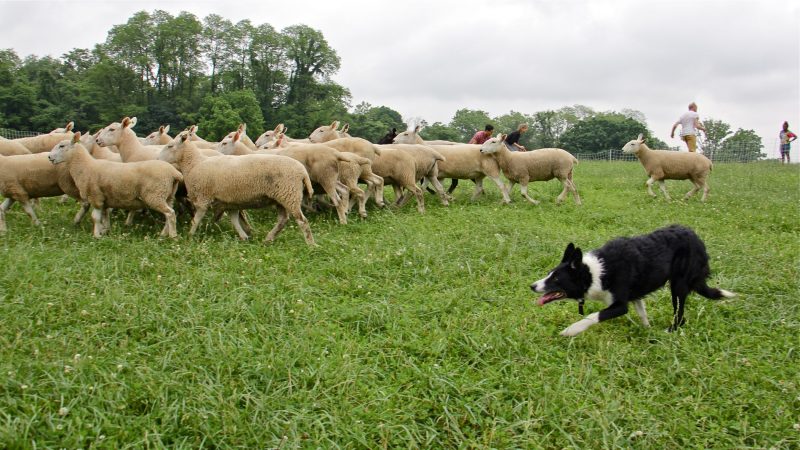 Wull, a border collie, drives the movements of the herd as they interact with human performers. (Emma Lee/WHYY)