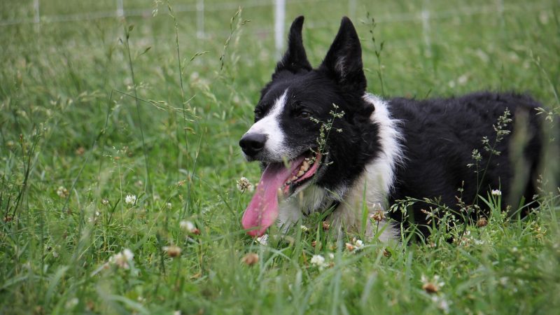 Ever vigilant, Wull rests in the tall grass while awaiting whistled and verbal instructions from his owner. (Emma Lee/WHYY)