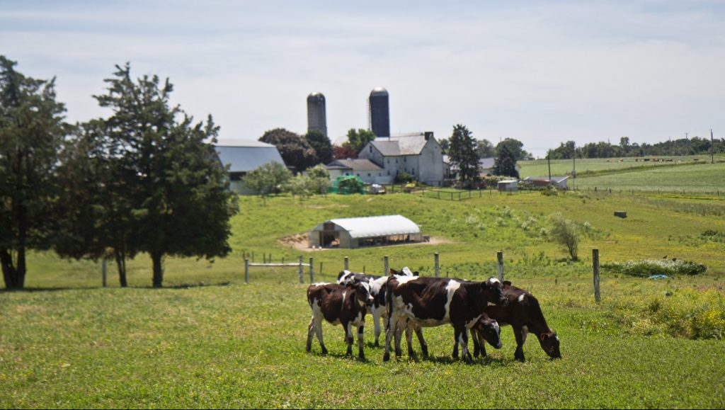2018 6 24 kpaynter yogurt bottling-2 Cows graze at the Cedar Dreams farm in Peach Bottom, Pa. (Kimberly Paynter/WHYY)