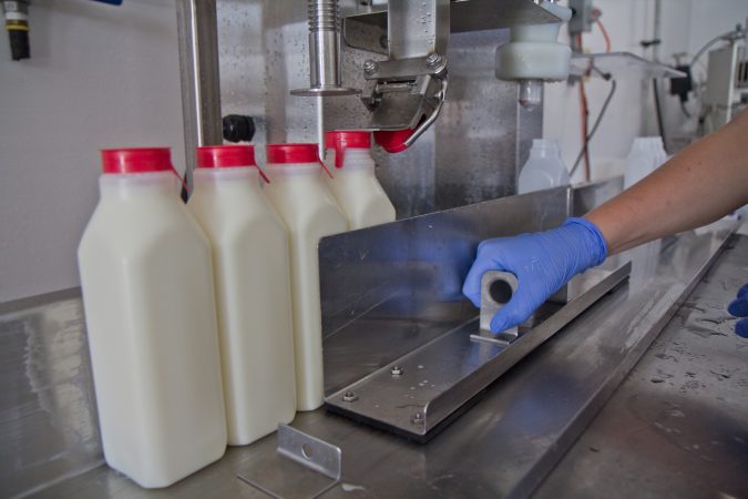 Surplus milk is turned into drinkable yogurt and bottled at Stoltzfus’ Cedar Dreams farm in Peach Bottom, Pa. (Kimberly Paynter/WHYY)