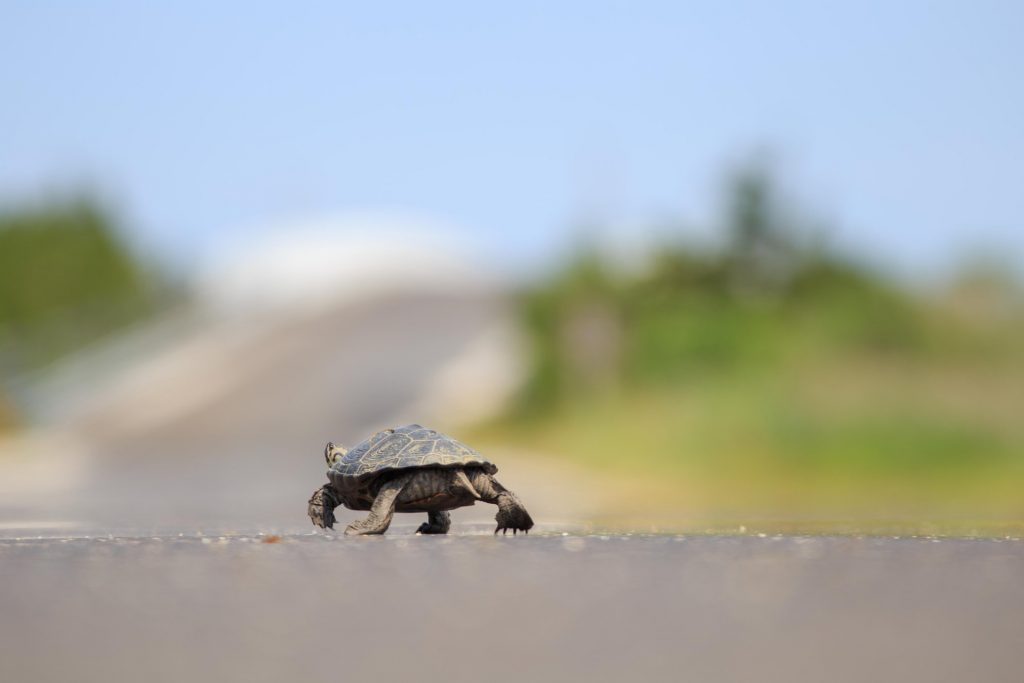 35156864_10157364573192977_2744739755777327104_o An adult female turtle crossing Great Bay Boulevard in Little Egg Harbor. (Image courtesy of Conserve Wildlife Foundation of New Jersey)