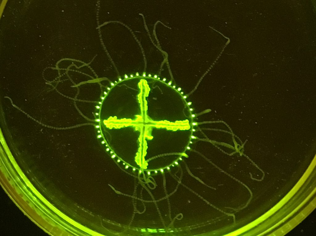 35196965_10216560302142087_6155773920080297984_o A clinging jellyfish that was found in an Ocean County river. (Image courtesy of Dr. Paul Bologna)