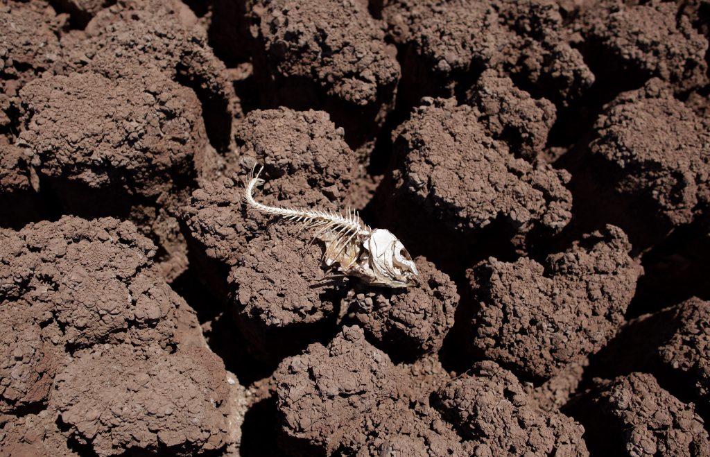 Texas Drought The remains of a dead fish lies on the dried bed of Lake Colorado City near Colorado City, Texas