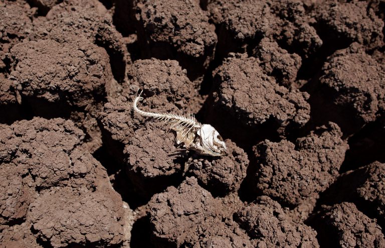 The remains of a dead fish lies on the dried bed of Lake Colorado City near Colorado City, Texas