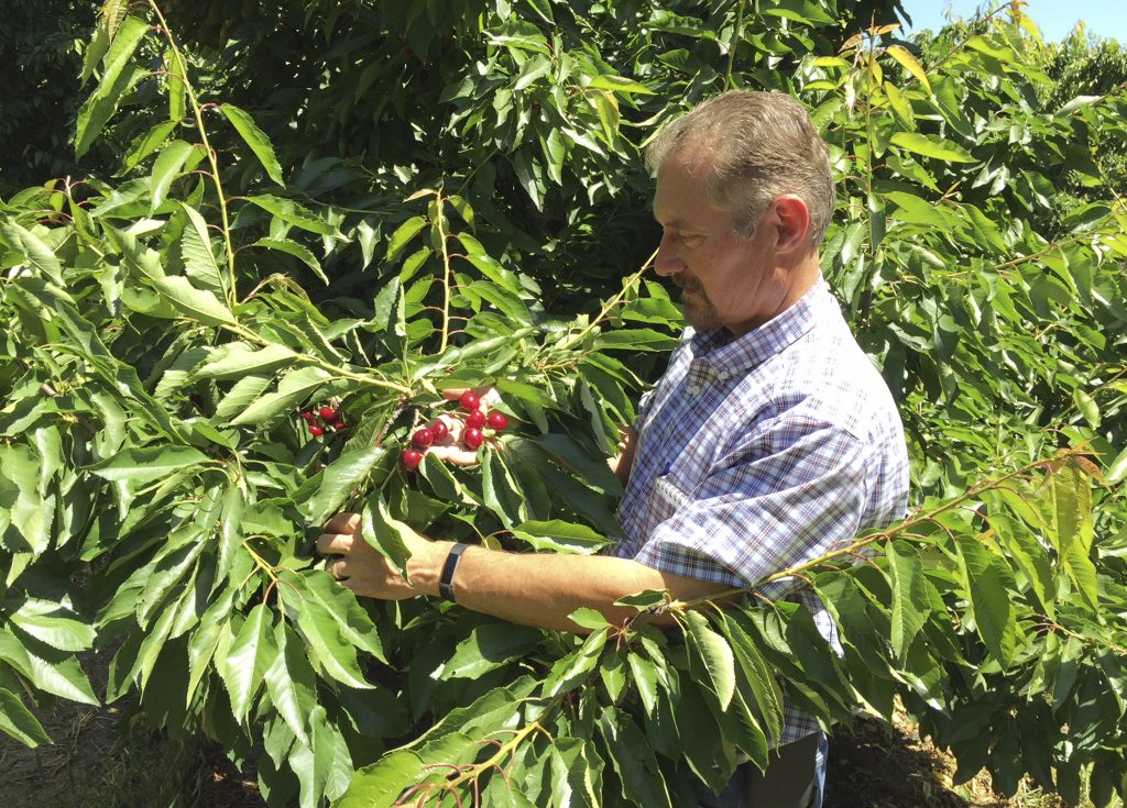 Jeff Colombini looks over bing cherries in one of his orchards in Friday, June 1, 2018, in Stockton, Calif. Colombini is worried about the financial impact of retaliatory tariffs on his 1,800 acre farm, which grows and exports apples, cherries and walnuts. Mexico, Canada and the EU are threatening tariffs on a variety of US products in response to the Trump administration's tariffs on steel and aluminum imports. (AP Photo/Terry Chea)