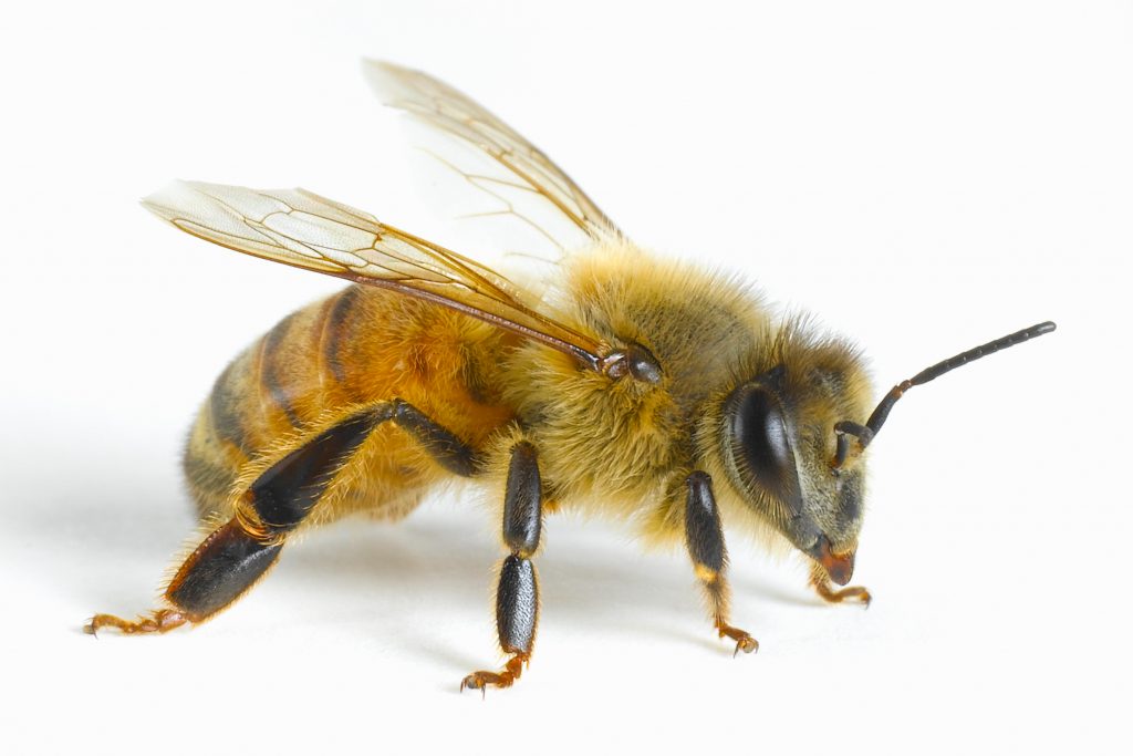Using card with black symbols, researchers trained honeybees to understand that sugar water would always be located under a card with the least number of symbols — including when presented with a card that was totally blank. Using card with black symbols, researchers trained honeybees to understand that sugar water would always be located under a card with the least number of symbols — including when presented with a card that was totally blank. (Don Farrall/Getty Images)