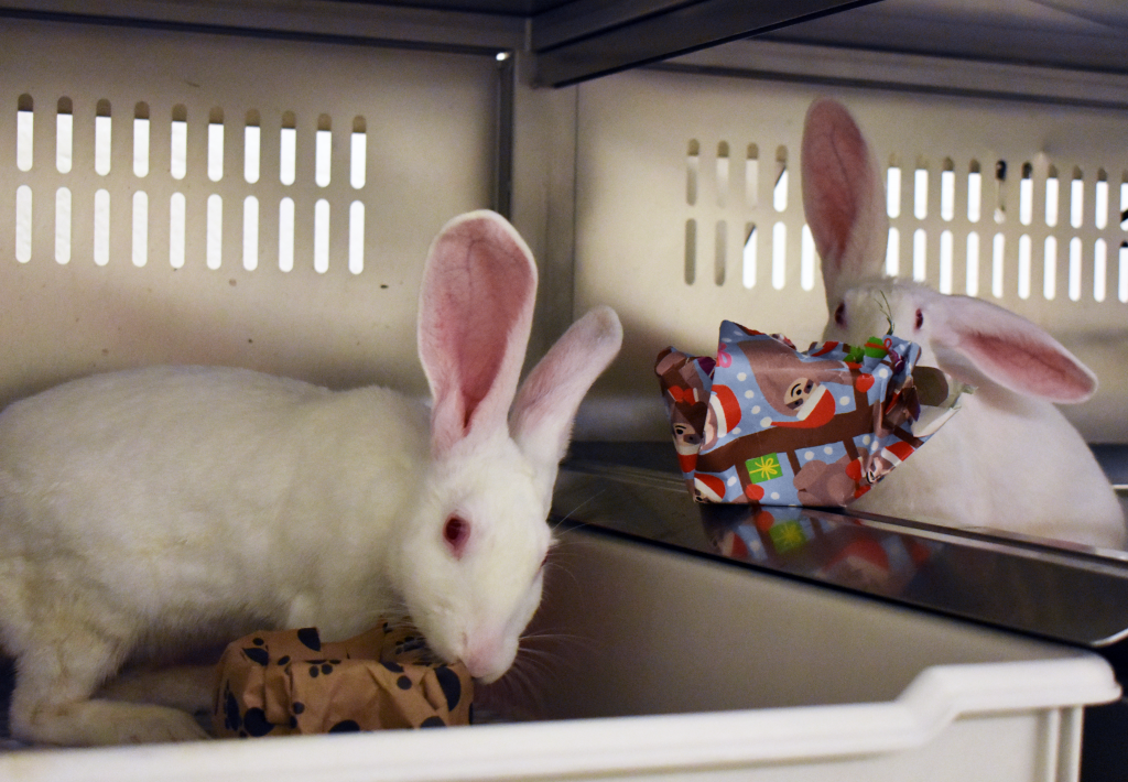 Two rabbits play with gift-wrapped toys. Rabbits enjoy shredding and chewing on paper. Once they have removed the paper, the rabbits can play with the toys and treats inside. Photo credit: Amy Puffenberger, University of Michigan Animal Care & Use Program