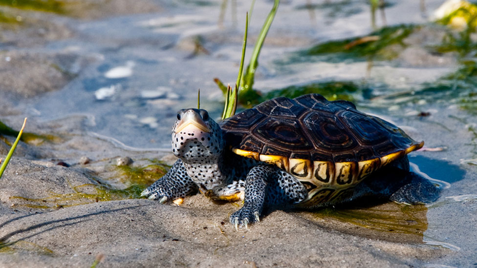 20180710-Diamondback-Terrapin-42240205 A diamondback terrapin turtle. (Big Stock)