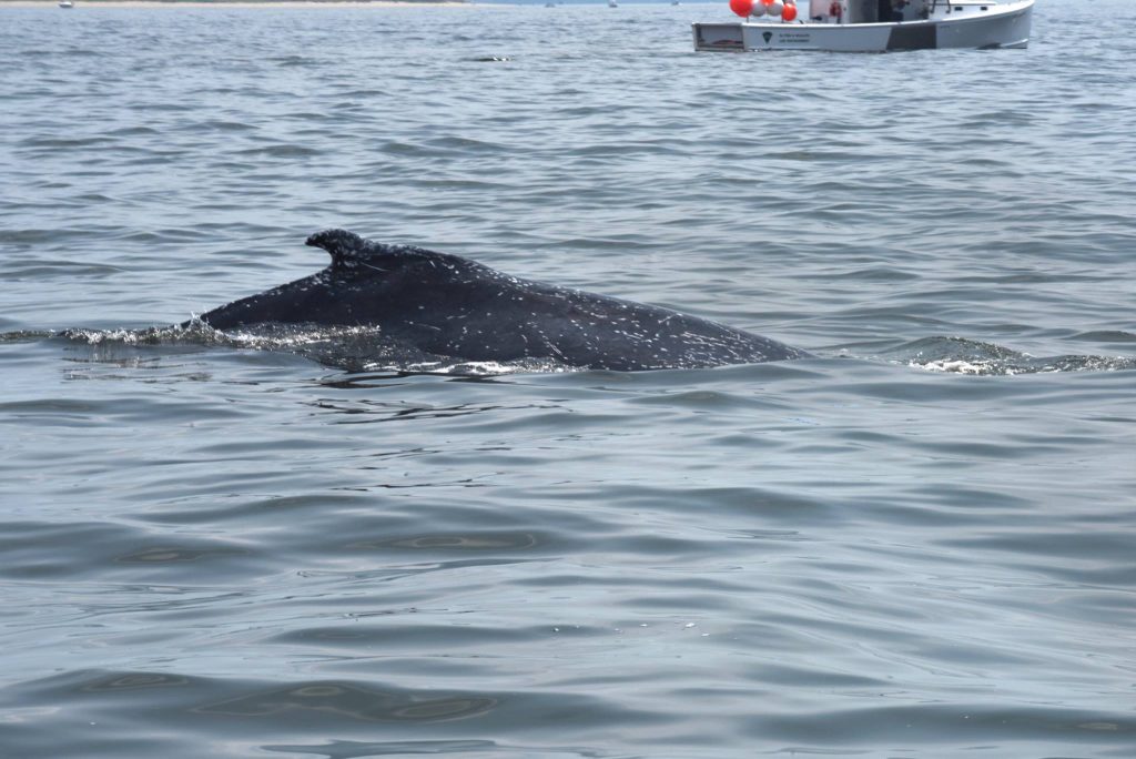 U.S. Coast Guard photo. 