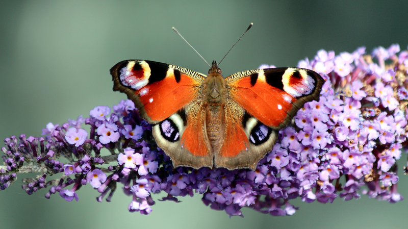 9605769307_8bd092c1fb_k_wide-94b56d9a3173e09d9179c371fdf85ca17e71e961-s800-c85 A peacock butterfly in Hurworth-on-Tees, England, in 2013. Peacock butterflies are one of the species the Big Butterfly Count is tracking, with the help of citizen volunteers. (Chris Golightly/Flickr)
