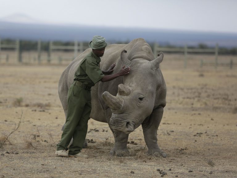 Keeper Zachariah Mutai attends in March to Fatu, one of only two female northern white rhinos left in the world, in the pen where she is kept for observation, at the Ol Pejeta Conservancy in Laikipia county in Kenya. Scientists have successfully grown hybrid white rhino embryos in the lab, stoking hopes that a purebred northern white rhino could be implanted in a surrogate. (Sunday Alamba/AP)