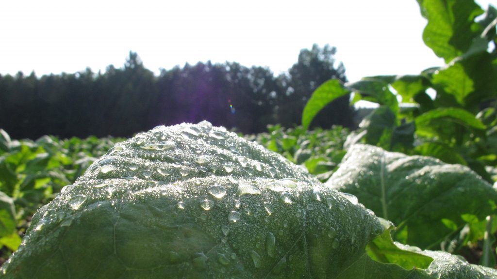 Morning dew glistens on a tobacco leaf in a field outside Rolesville, N.C. Despite a worldwide decline in production, tobacco remains North Carolina’s most valuable crop. Morning dew glistens on a tobacco leaf in a field outside Rolesville, N.C. Despite a worldwide decline in production, tobacco remains North Carolina's most valuable crop. (Allen Breed/AP)