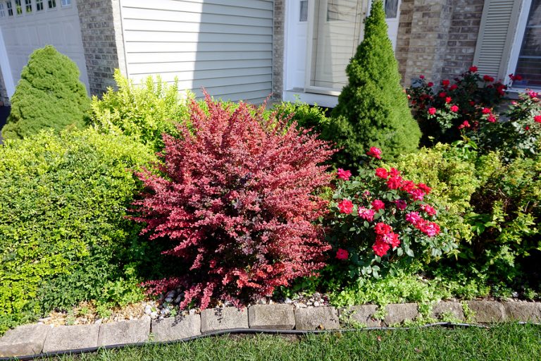 A red crimson Japanese barberry bush (Berberis thunbergii) grows in the middle of a decorative garden in front of a home  (Bigstock/Willard Losinger)