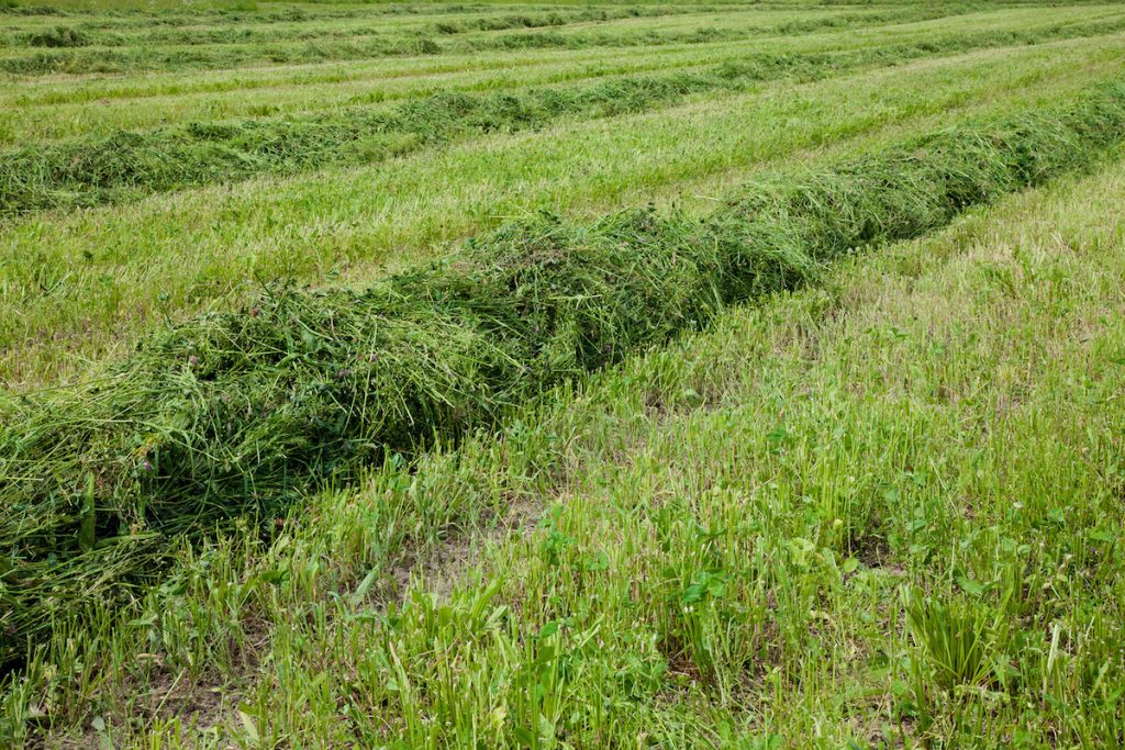 Background freshly cut grass. Field with green grass clippings in Summer. Horizontal Wallpaper With Copy Space