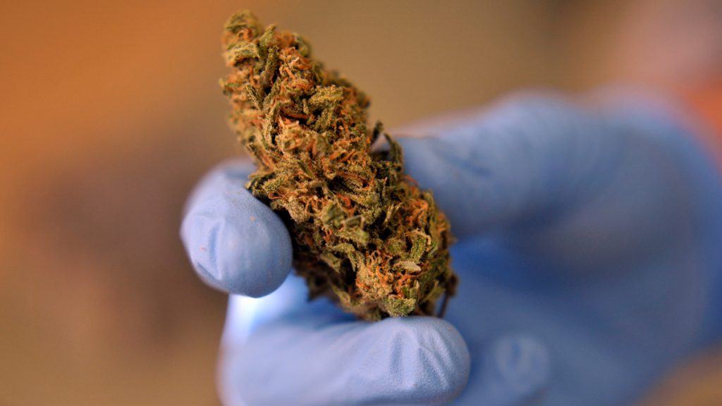 medmarijuana16x9 A dispensary employee holds a medical marijuana flower,