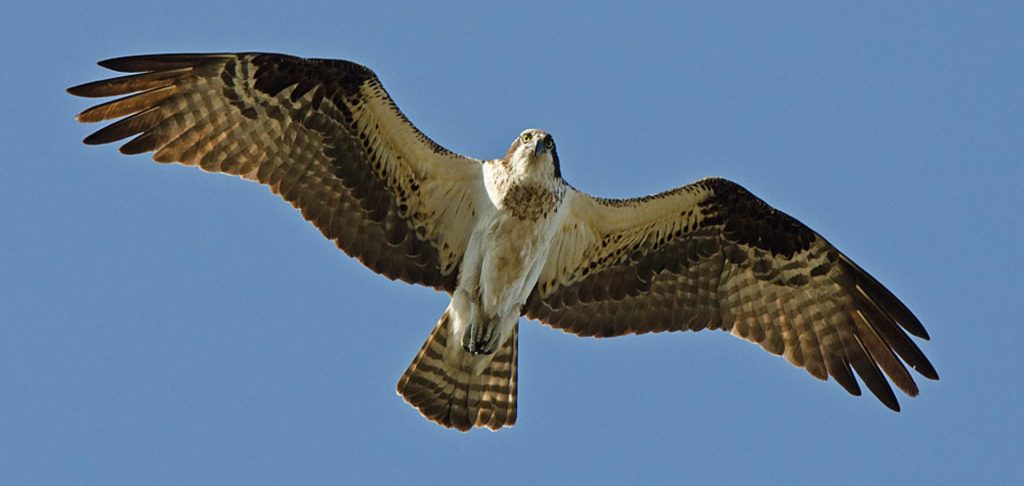 osprey_fishwildlifeservice-e1531432191528-1920×912 The osprey population has grown in part because of a decline in contaminants in the Delaware estuary. (Photo/U.S. Fish & Wildlife Service)