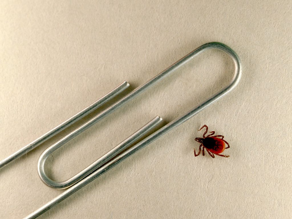 A blacklegged tick like this one can be hard to spot. A blacklegged tick like this one can be hard to spot. (Scott Camazine/Science Source)