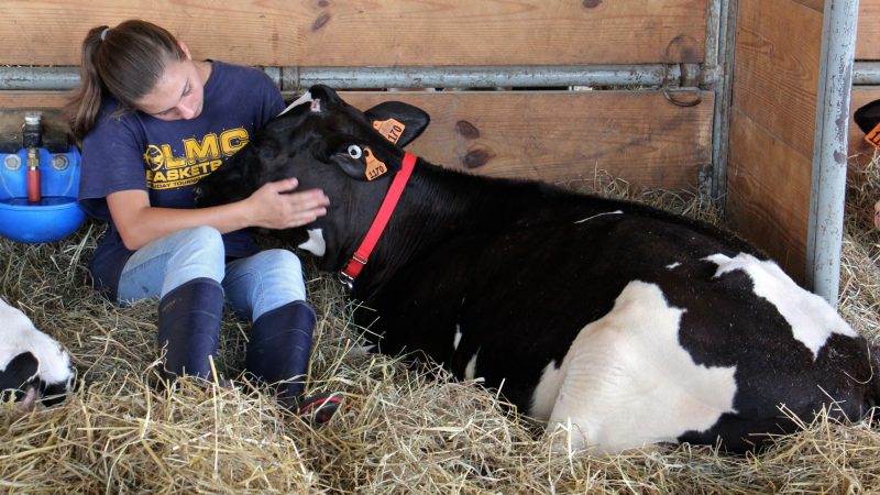 Grace Malobisky, 13, of Doylestown, settles down in the hay with her Holstein calf, Patsy, at the Middletown Grange Fair. (Emma Lee/WHYY)