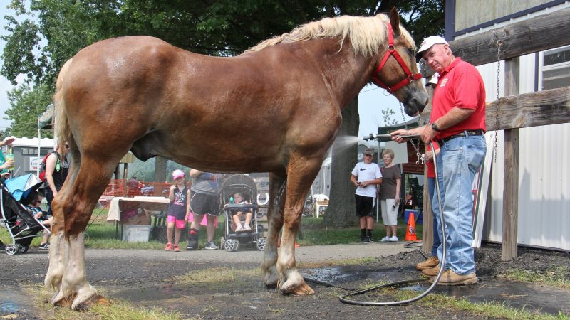 Hutch Hamilton of Newtown cools of his Belgian draft horse, Bubba, at the Middletown Grange Fair. (Emma Lee/WHYY)